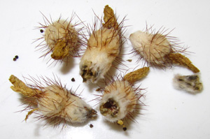 Notocactus mammullosa seed pods